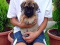 Na�e psy